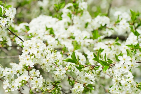 Blossoming of cherry flowers in spring time with green leaves, macroの写真素材