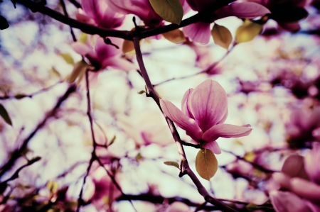 Blossoming of magnolia flowers in spring time, retro vintage hipster imageの写真素材