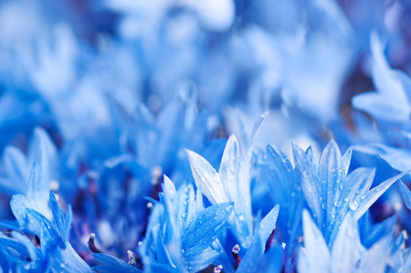 Floral background from blue fresh cornflowers macro imageの写真素材