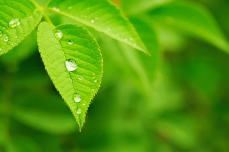 Green leaf with water drops, macro, nature backgroundの写真素材