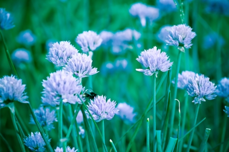 Beautiful violet flowers of allium aflatunense field, vintage retro backgroundの写真素材