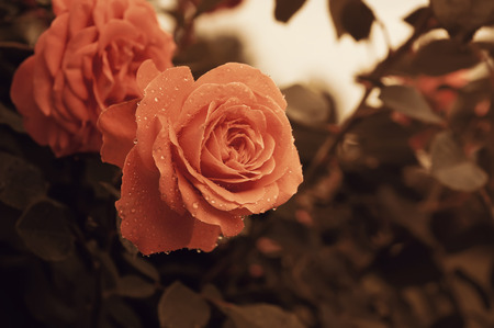 Orange beautiful  rose growing in the garden, vintage retro hipster imageの写真素材