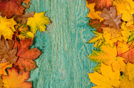 Frame from vivid colorful autumn leaves on the grunge wooden cyan desk, vintage seasonal background