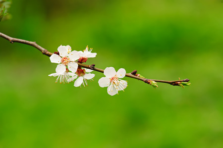 Blossoming of plum flowers in spring time with green leaves, macroの写真素材