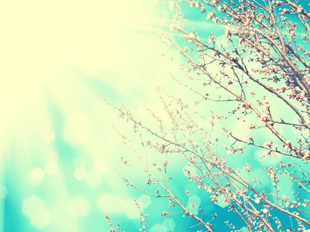 Apricot tree flower against  blue sky, spring floral backgroundの写真素材