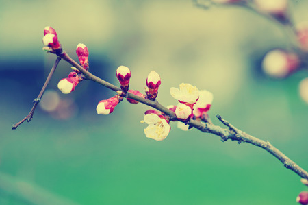Apricot tree flower with buds blooming at sptingtimeの写真素材