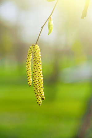 New green birch leaves and rings at spring timeの写真素材