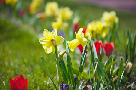 Beautiful yellow daffodils  in the garden at spring time