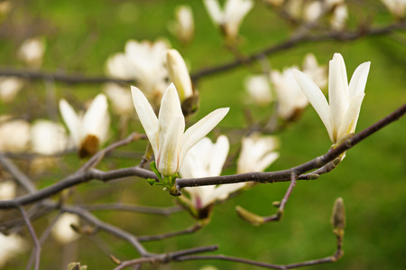 Blossoming of white magnolia flowers in spring timeの写真素材