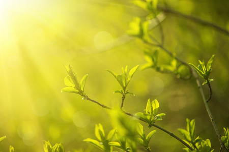 Sunny young green spring  leaves, natural eco backgroundの写真素材