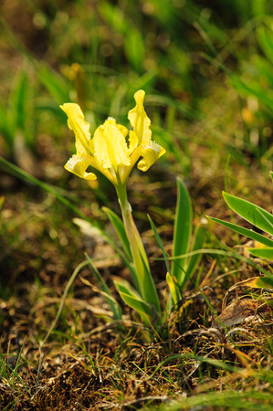 Wild yellow iris flower growing in natureの写真素材