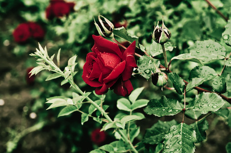 Beautiful  rose growing in the garden, vintage retro hipster imageの写真素材