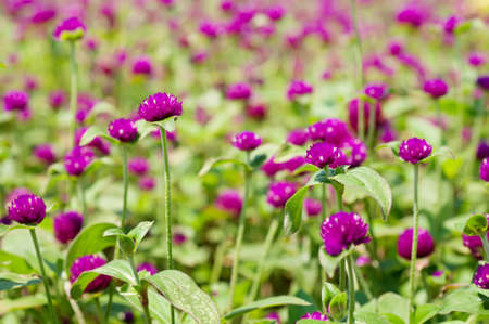 Pink  flower blossoming in the garden, floral background