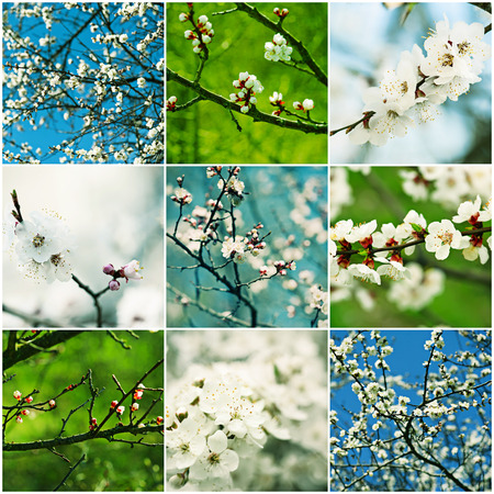 Collection of apricot flowers in spring time with green leaves, macroの写真素材