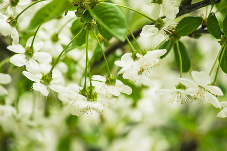 Cherry flowersの写真素材
