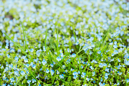 Forget-me-not flowersの写真素材