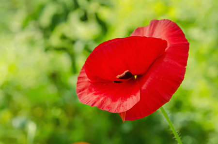 Poppy in a fieldの写真素材