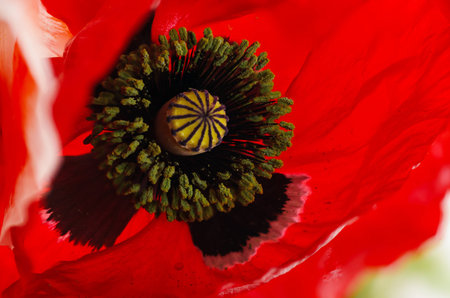 Poppy petal macroの写真素材