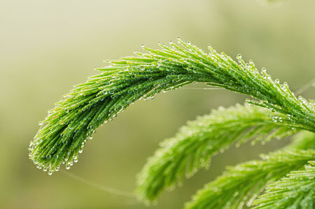 Fir treeの写真素材