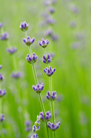 Lavender flowersの写真素材