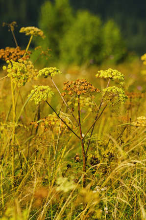 Autumn plantの写真素材