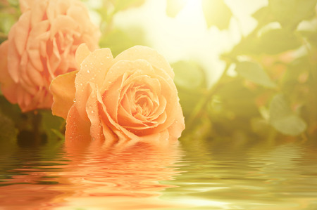 Orange roseの写真素材