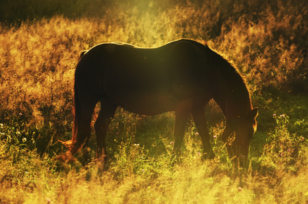 Magic horseの写真素材