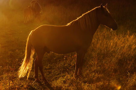 Magic horseの写真素材