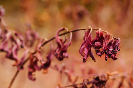 Autumn purple plantの写真素材