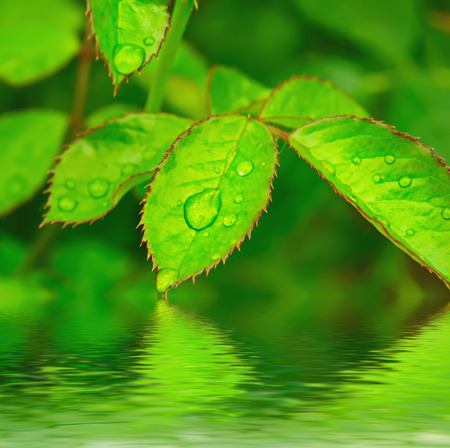 Green leafの写真素材