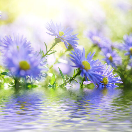 Violet flowersの写真素材