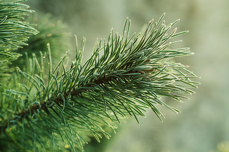 Pine iced treeの写真素材