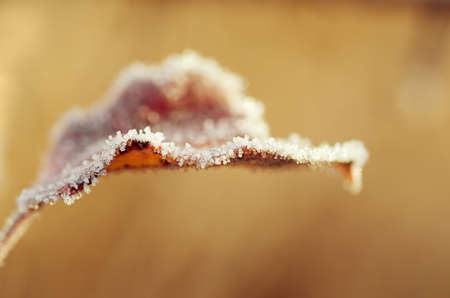 Frozen leafの写真素材