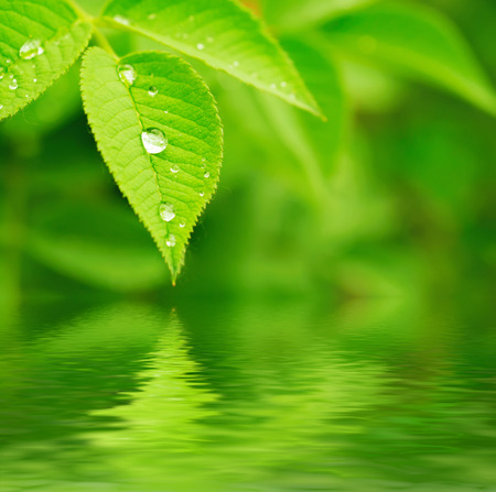 Green leaf Green leaf