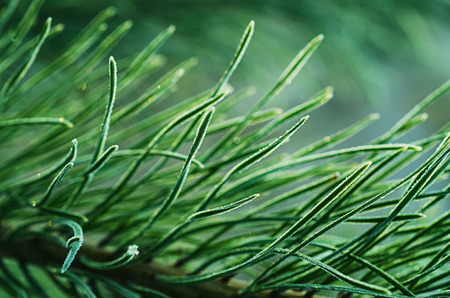 Pine iced treeの写真素材