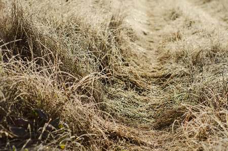 Frozen meadow grassの写真素材