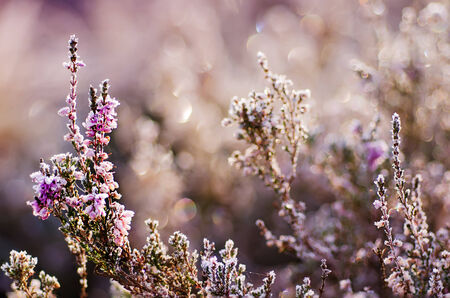 Frozen heather flowerの写真素材