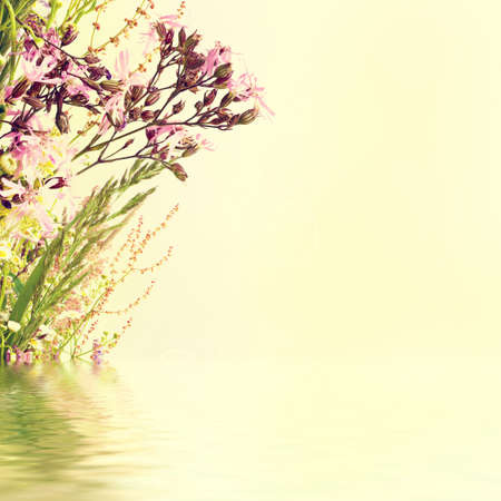 Summer flowersの写真素材