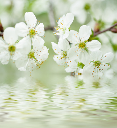 Cherry flowersの写真素材