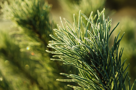 Pine iced treeの写真素材