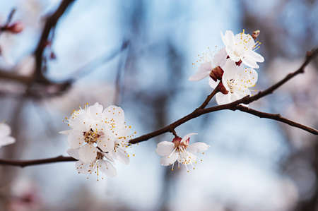 Apricot tree flowerの写真素材