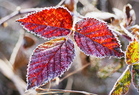 Frozen blackberry leavesの写真素材