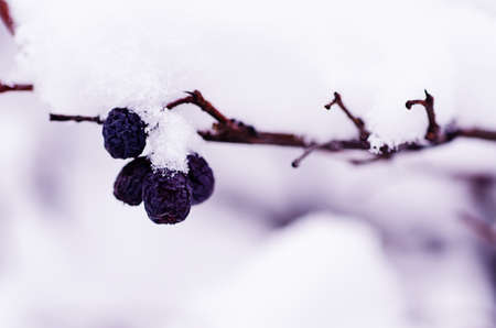 Under the snowの写真素材