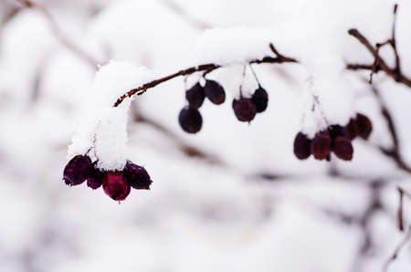 Under the snowの写真素材