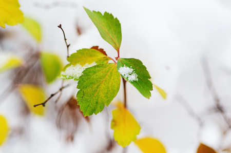 Under the snowの写真素材