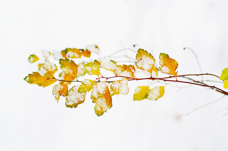 Under the snowの写真素材