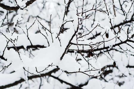 Under the snowの写真素材