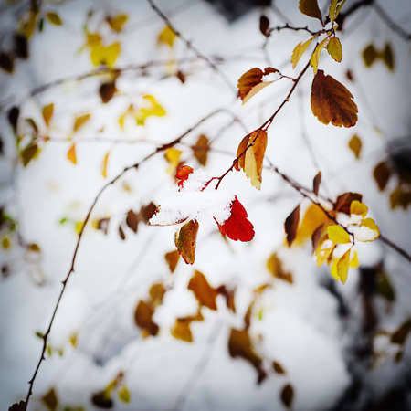 Under the snowの写真素材
