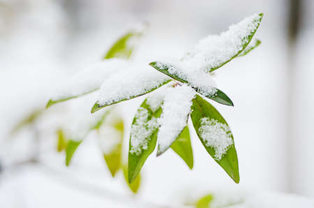 Under the snowの写真素材