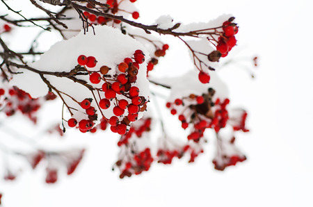 Rowan in the snowの写真素材